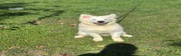 Samoyed dogs for sale: Samoyed 1 - Ad 2
