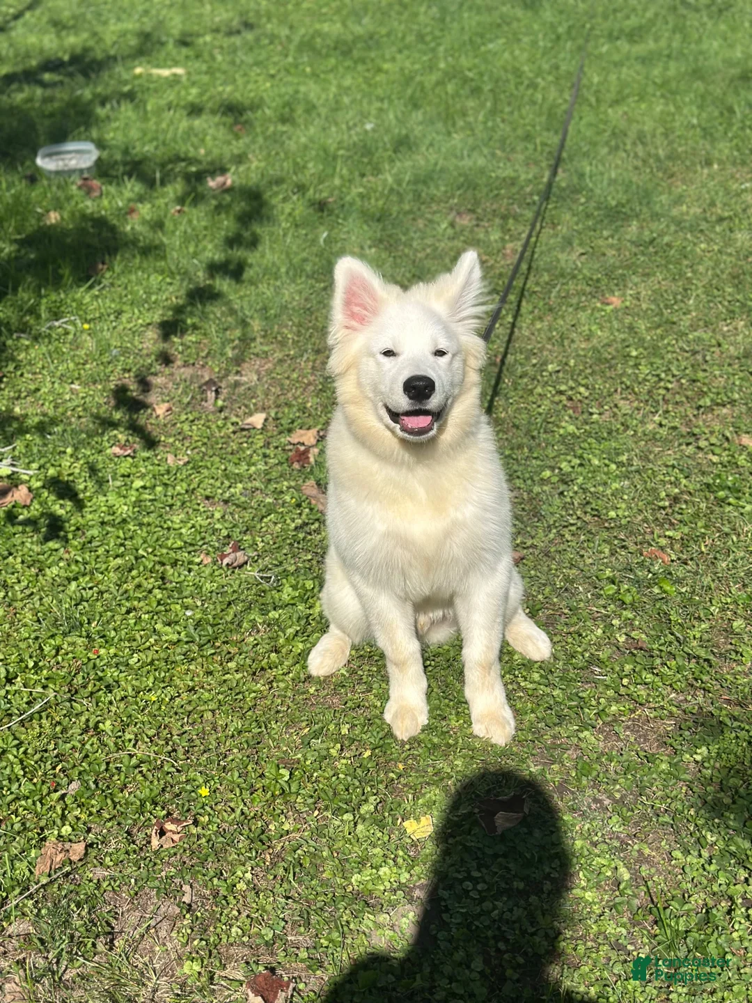 Samoyed dogs for sale: Samoyed 1 - Ad 2