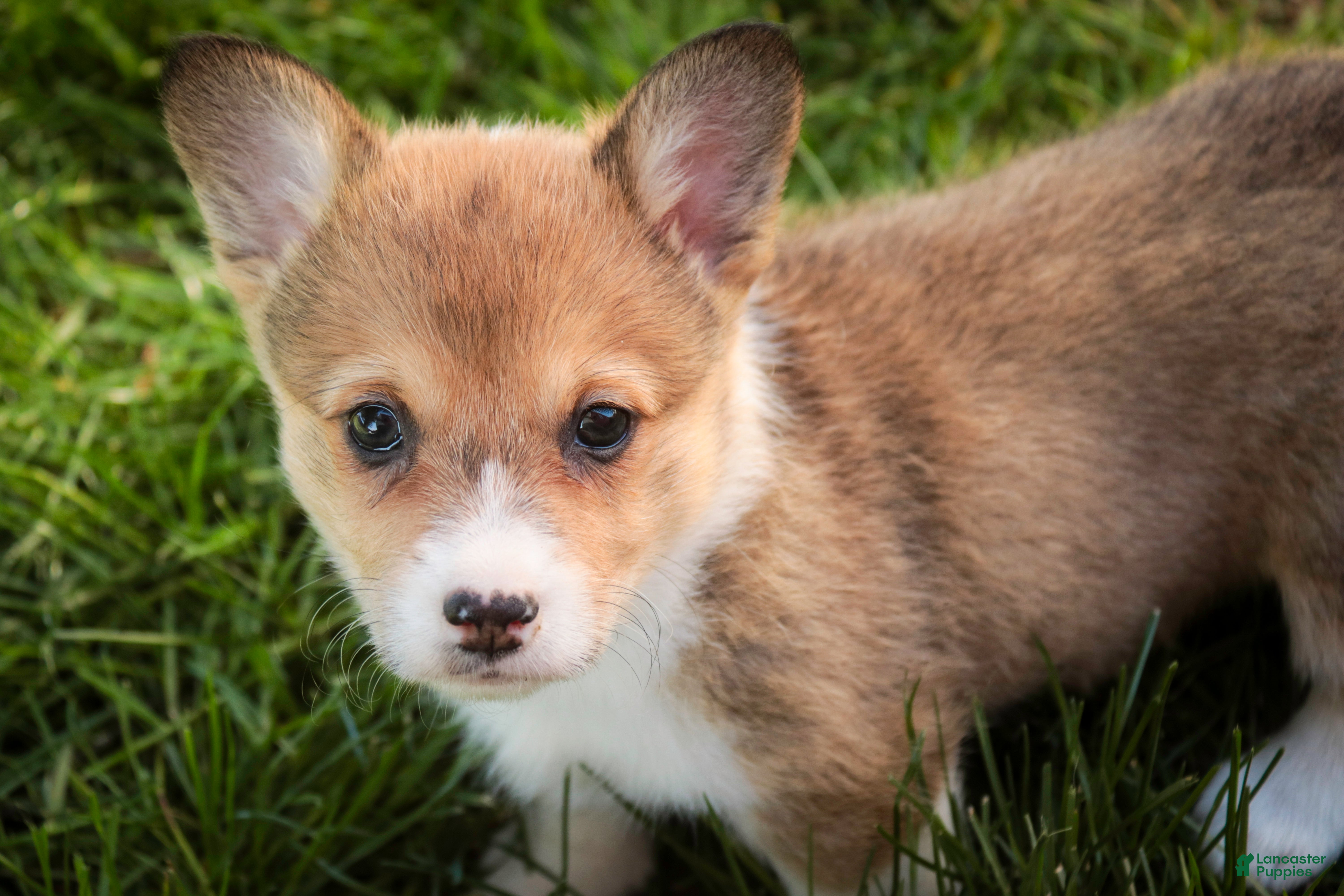 Welsh Corgi Pembroke dogs Olivia - Ad 2