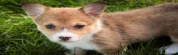 Welsh Corgi Pembroke dogs for sale: Olivia - Ad 2