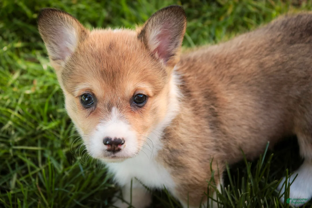 Welsh Corgi Pembroke dogs for sale: Olivia - Ad 2