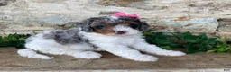 Mini Bernedoodle dogs for sale: Jade - Ad 3