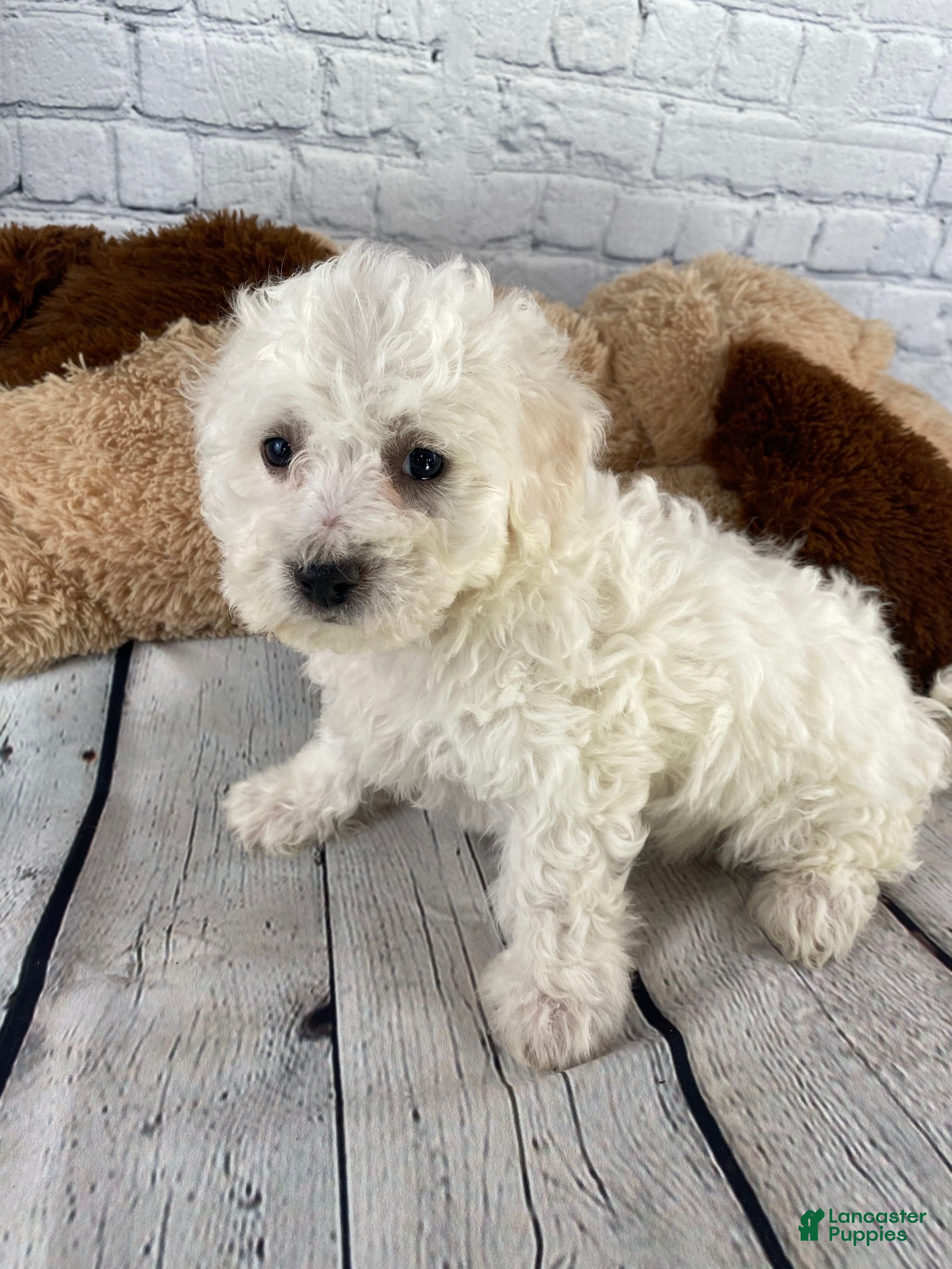 Bichon Frise dogs Rosie - Ad 2