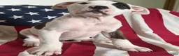 American Bully dogs for sale: American Bully 4.   (Nebula) - Ad 8