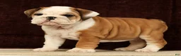 English Bulldog dogs for sale: Maxx - Ad 1