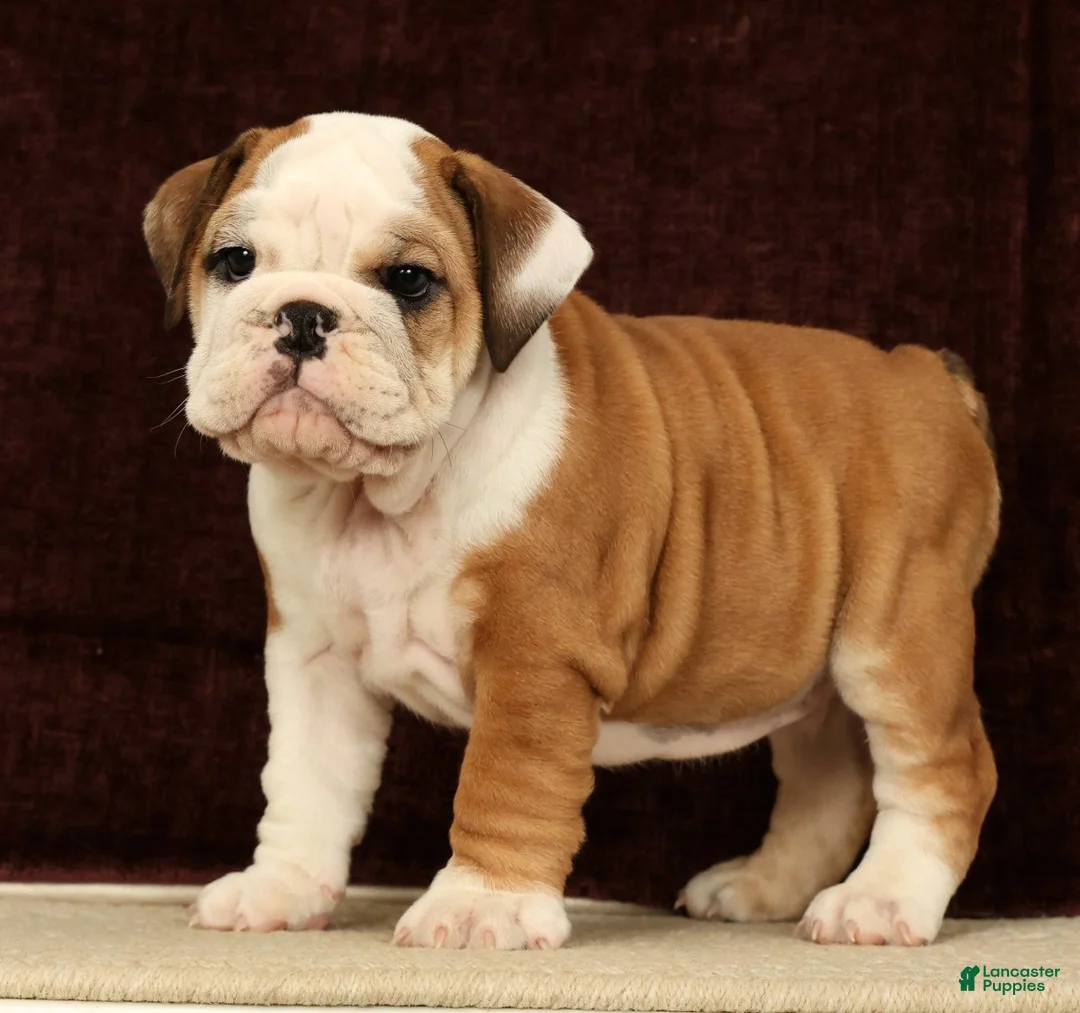 English Bulldog dogs for sale: Maxx - Ad 1