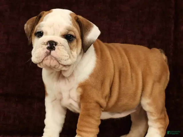 English Bulldog dogs for sale: Maxx - Ad 1