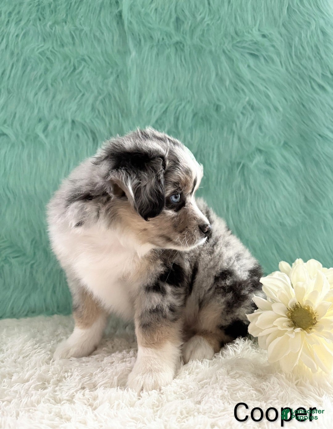 Miniature Australian Shepherd dogs Max - Ad 2