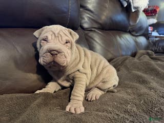 Shar Pei dogs Romeo - Ad 6