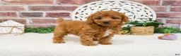 Cavapoo dogs for sale: Matilda  - Ad 2