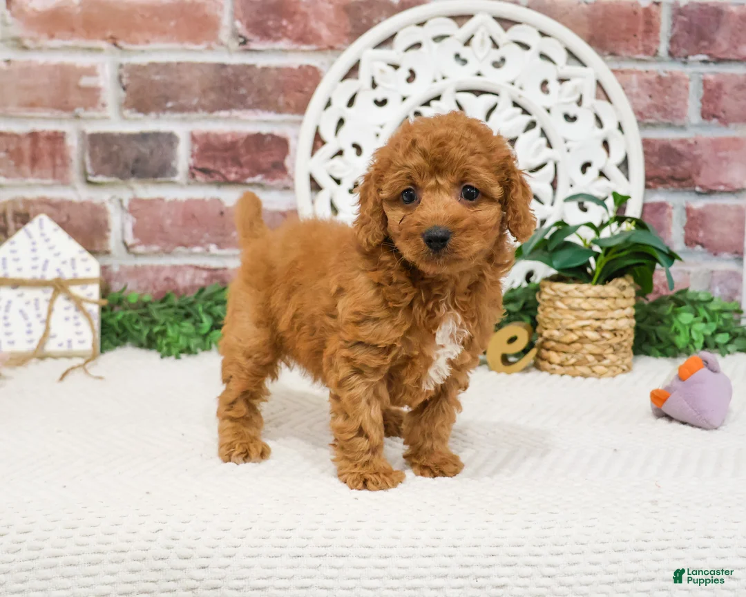 Cavapoo dogs for sale: Matilda  - Ad 2