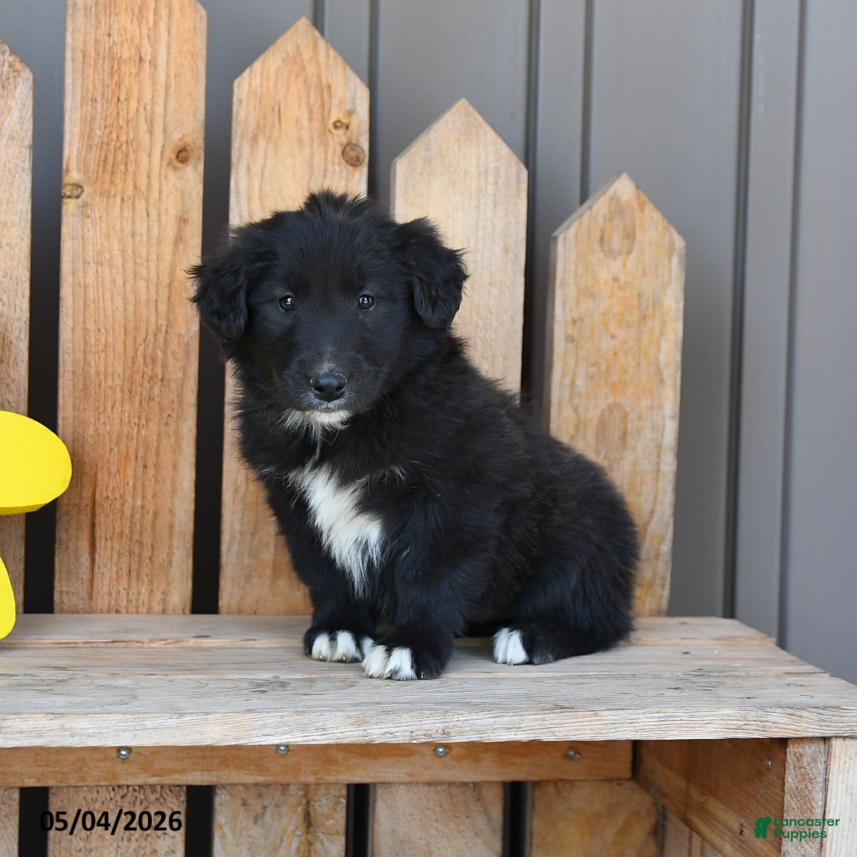 Mixed Breed dogs Gia - Ad 1
