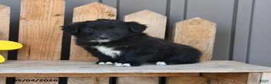Gia
