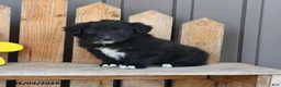 Mixed Breed dogs for sale: Gia - Ad 1
