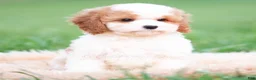 Cavapoo dogs for sale: Jett - Ad 9