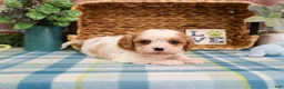 Cavalier King Charles Spaniel dogs for sale: Kahlil  - Ad 3