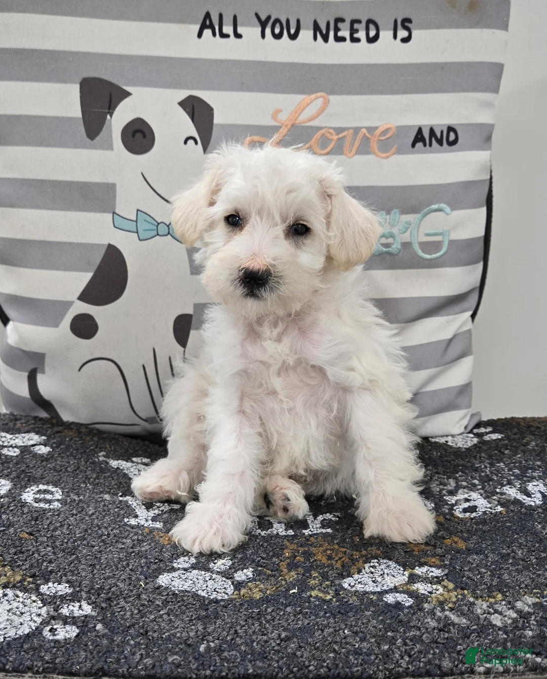 Schnoodle dogs for sale: Daisy - Ad 1