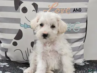 Schnoodle dogs Daisy - Ad 34