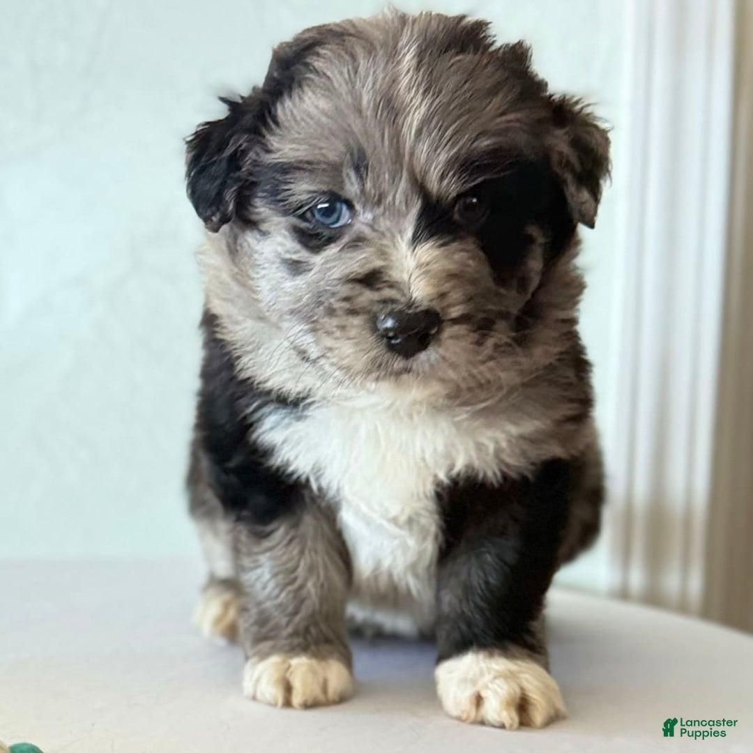 Gallery Image {{count}}