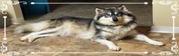 Siberian Husky dogs for sale: Vesuvius - Ad 2