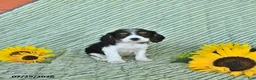 Cavalier King Charles Spaniel dogs for sale: Oliver - Ad 2