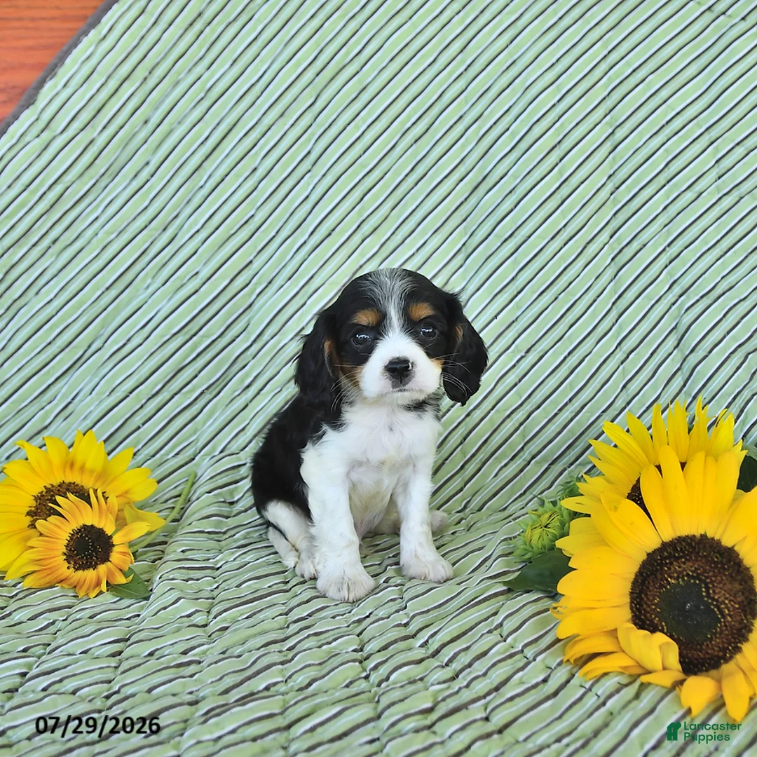 Cavalier King Charles Spaniel dogs for sale: Oliver - Ad 2