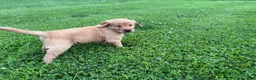 Golden Retriever dogs for sale: River - Ad 3
