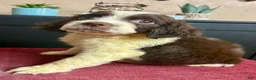 English Springer Spaniel dogs for sale: Miss. Misty  - Ad 2
