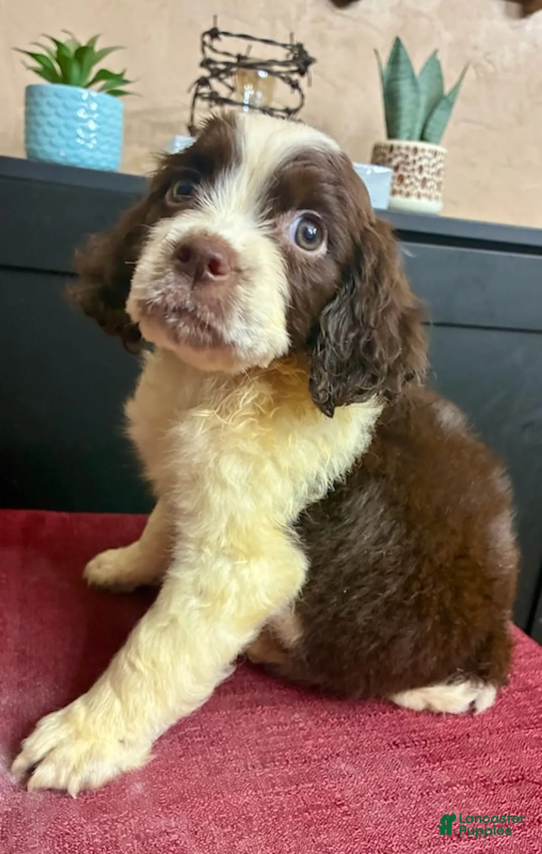 English Springer Spaniel dogs for sale: Miss. Misty  - Ad 2