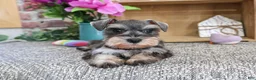 Miniature Schnauzer dogs for sale: Summer - Ad 4