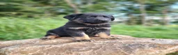 German Shepherd dogs for sale: Trek - Ad 13