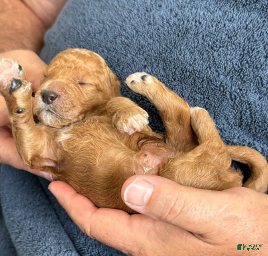 Goldendoodle dogs for sale: Male Blue Collar(Treasure) - Ad 2