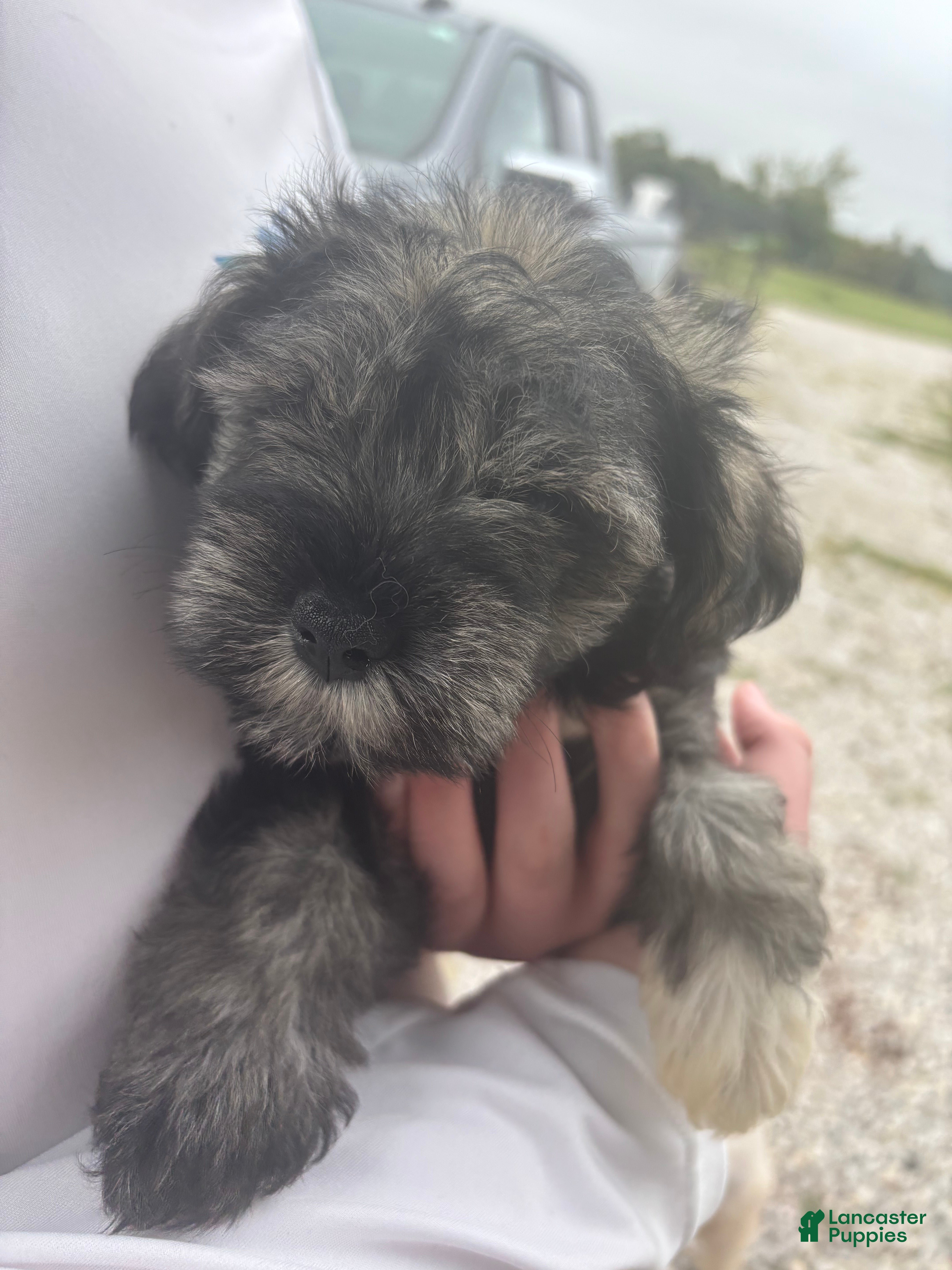 Miniature Schnauzer