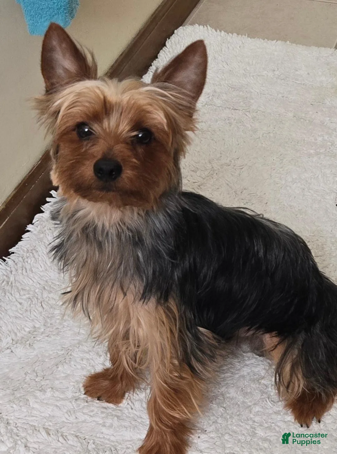 Morkie dogs for sale: Uno - Ad 3