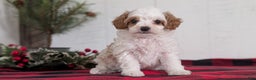 Cavapoo dogs for sale: Delilah  - Ad 2