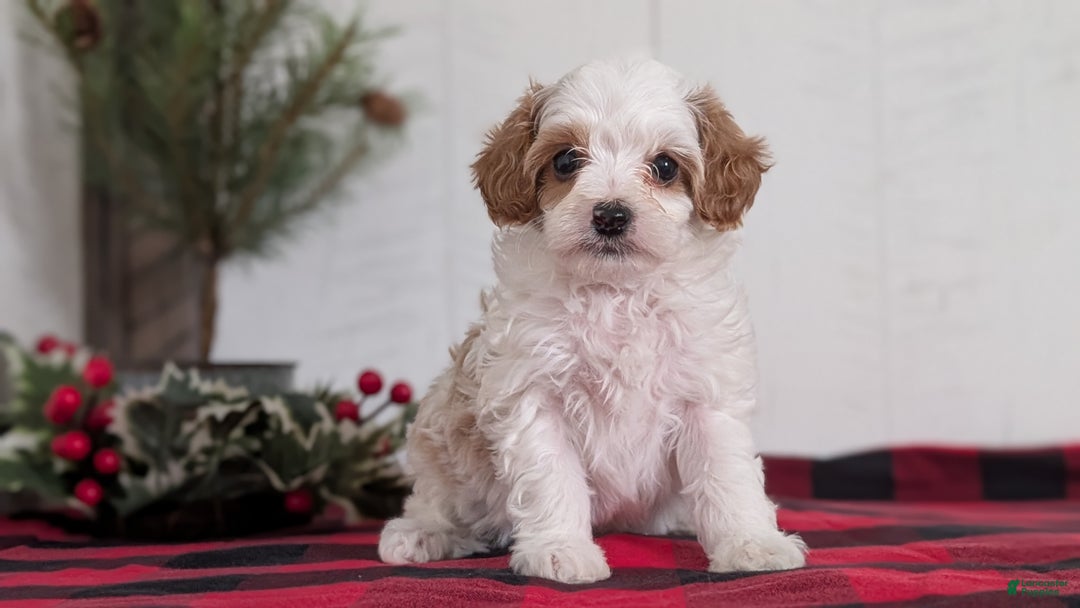 Cavapoo dogs for sale: Delilah  - Ad 2
