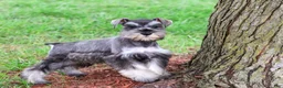 Miniature Schnauzer dogs for sale: Winter - Ad 6