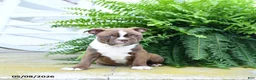 Boston Terrier dogs for sale: Snickerdoodle - Ad 3