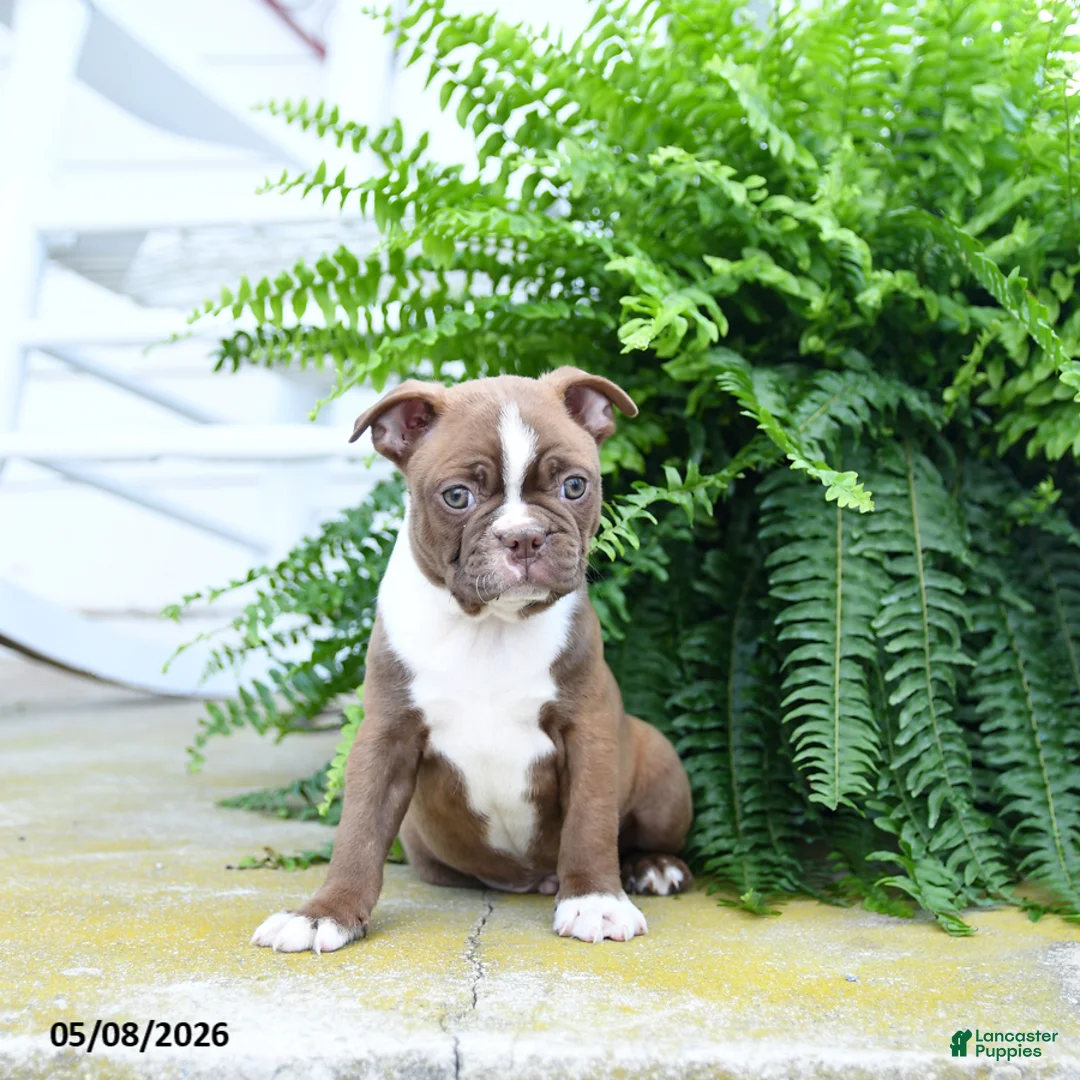 Boston Terrier dogs for sale: Snickerdoodle - Ad 3