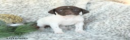 German Shorthaired Pointer dogs for sale: Dandelion - Ad 3