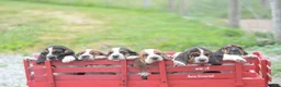 Basset Hound dogs for sale: Beatrice - Ad 4
