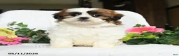 Shih Tzu dogs for sale: Jenna - Ad 1