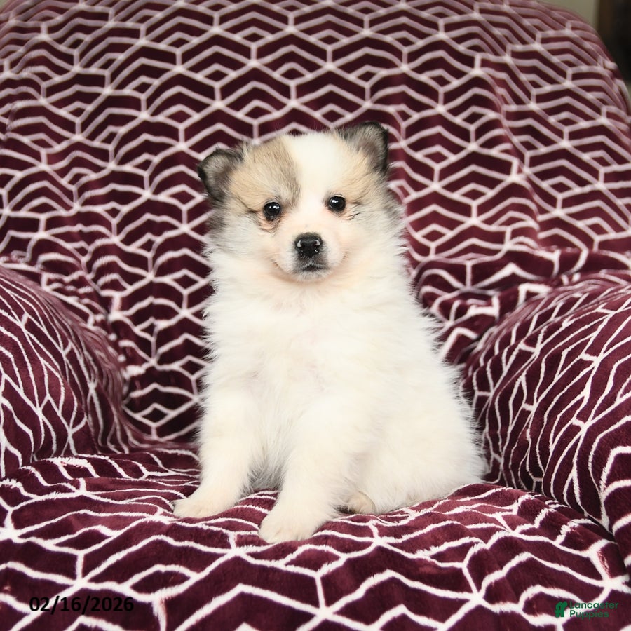 Mixed Breed dogs Leo - Ad 2