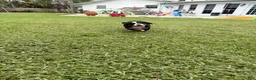 Bernese Mountain Dog dogs for sale: Bernese Mountain Dog 1 - Ad 9