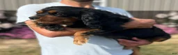 Cavalier King Charles Spaniel dogs for sale: Vance - Ad 5