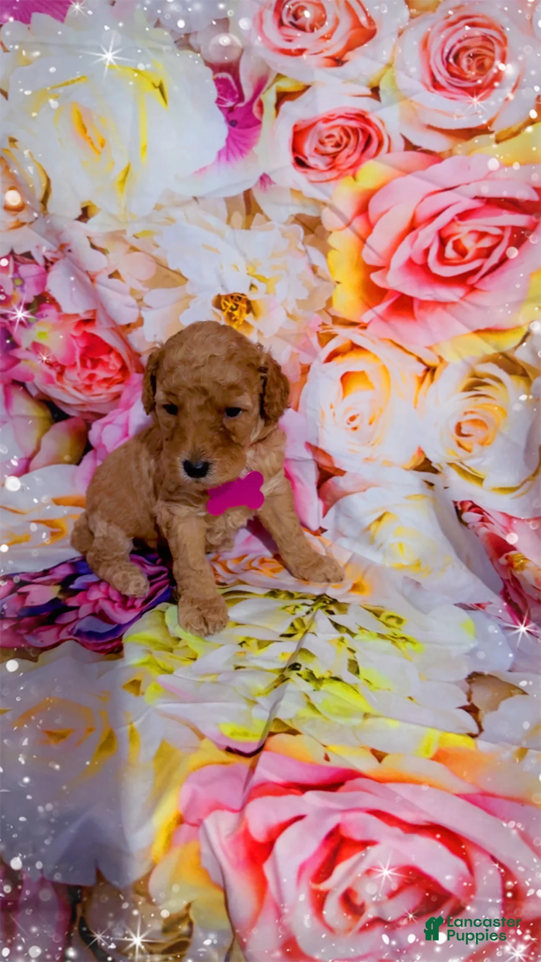 Mini Goldendoodle dogs for sale:  Puppy 1 - Ad 1