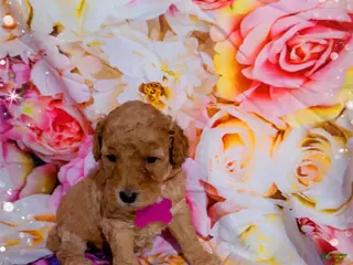 Mini Goldendoodle dogs Puppy 1 - Ad 32