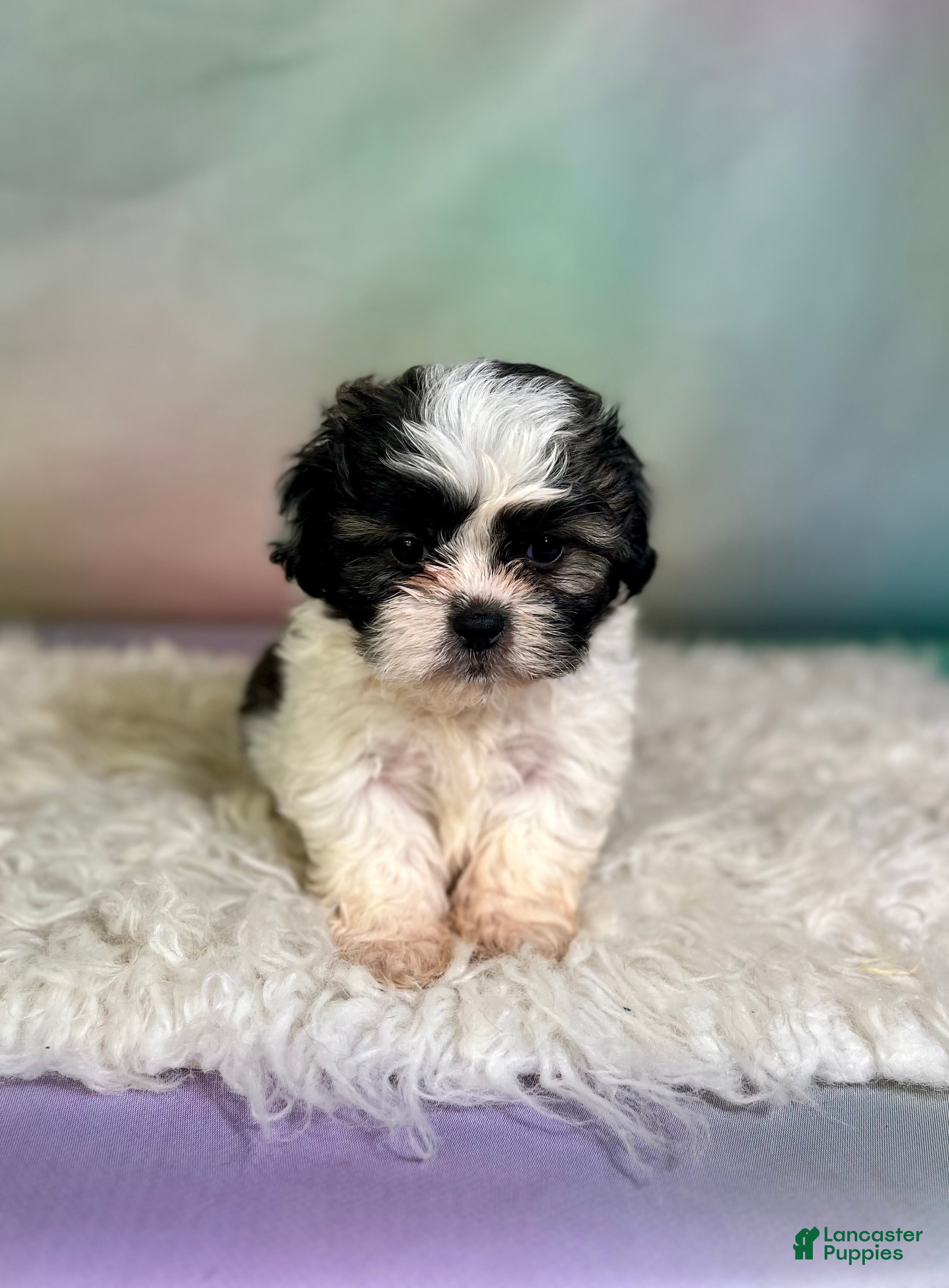 Teddy Bear dogs Jasper - Ad 2