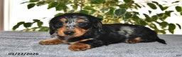 Miniature Dachshund dogs for sale: Daisy - Ad 2