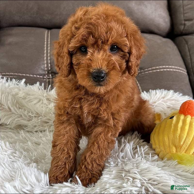 Mini Goldendoodle dogs Bentley (Micro Mini Boy) - Ad 1